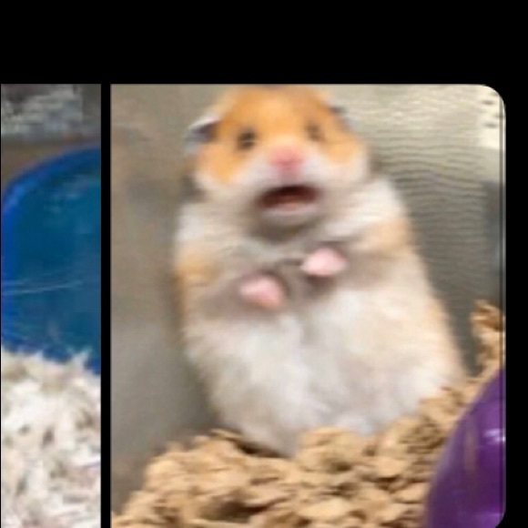 Meet your Posher, Talia - Picture 1 of 1